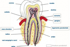 1_0001-parodontologia1_dentista_centra_mestre